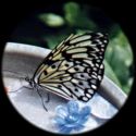 Butterfly on a pan