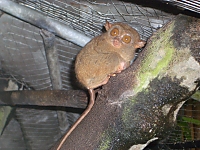 Tarsier on a tree