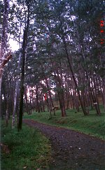 jemelina trees by the road