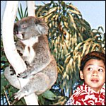 Adi cautiously looking at a nearby koala.