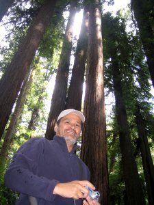 Redwood trees