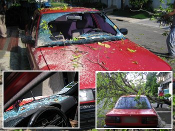 Tree smashes Toyota windshield